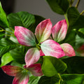 Gran Ficus Artificial de Gran Formato