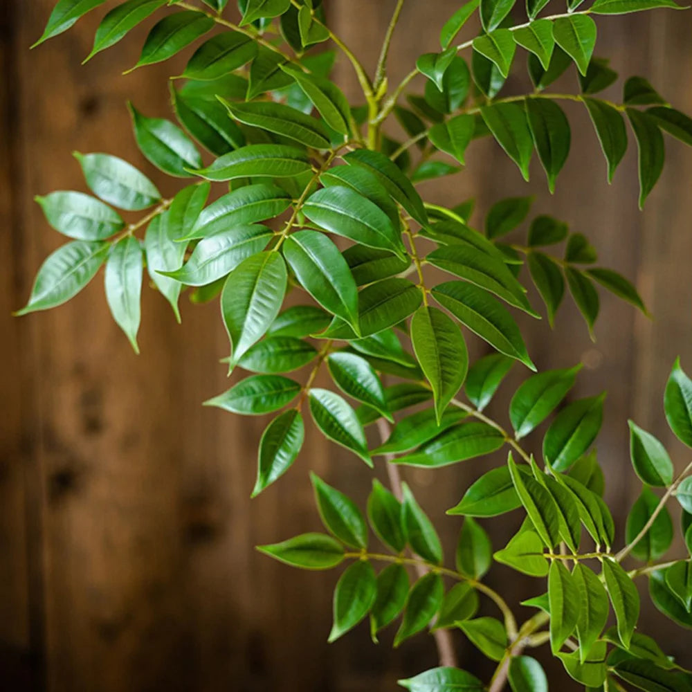 Rama Decorativa de Ficus y Follaje Verde